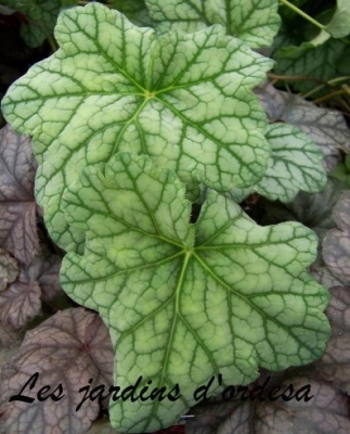 Heuchera mint frost